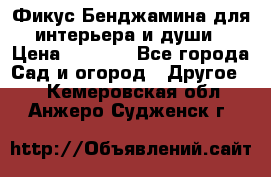 Фикус Бенджамина для интерьера и души › Цена ­ 2 900 - Все города Сад и огород » Другое   . Кемеровская обл.,Анжеро-Судженск г.